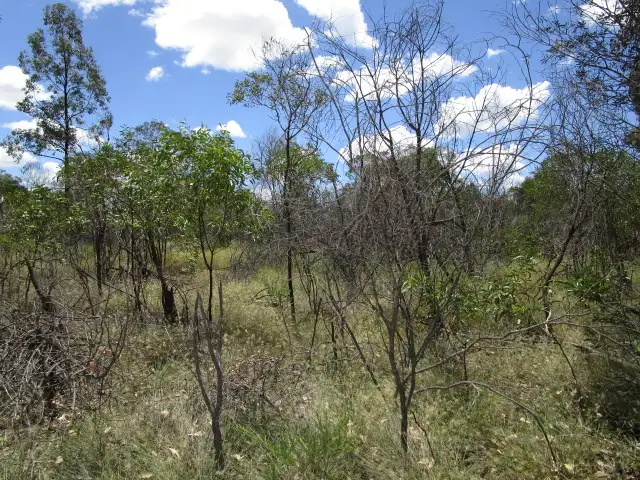 Main view of Homely rural property listing, LOT 99 MACHANESS ROAD, Tara QLD 4421