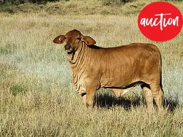 AUCTION "WARRINA", Dalby QLD 4405