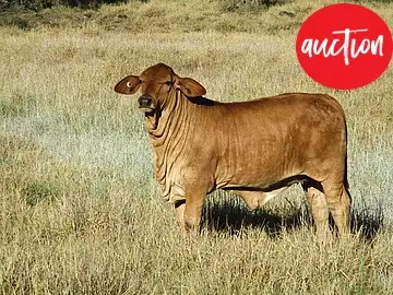 Main view of Homely rural property listing, AUCTION "WARRINA", Dalby QLD 4405