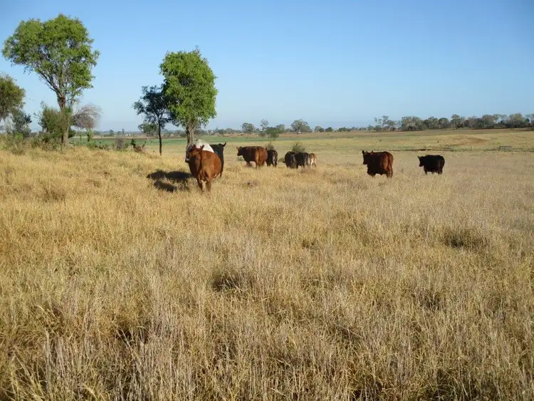 Third view of Homely rural property listing, AUCTION "WARRINA", Dalby QLD 4405