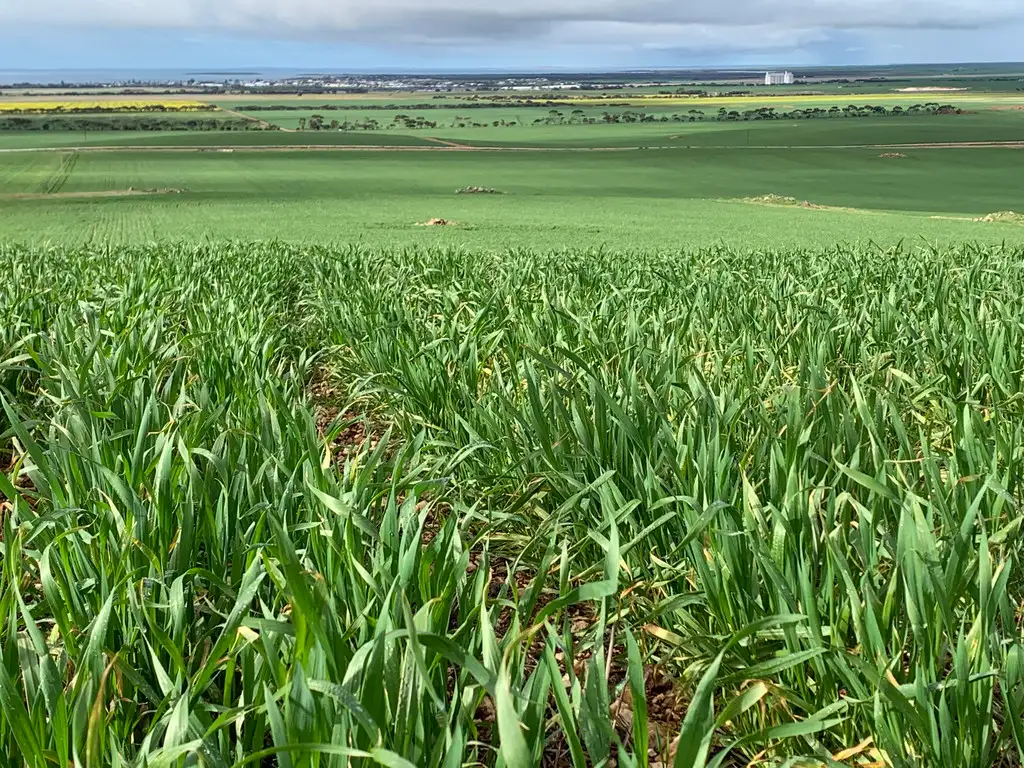 Main view of Homely rural property listing, Allotment 6 Hundred of Hutchison, Tumby Bay SA 5605