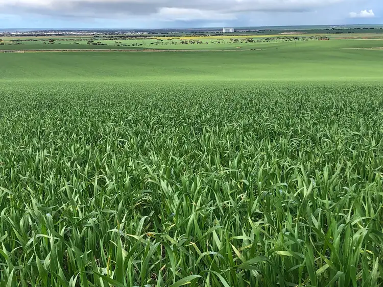 Fourth view of Homely rural property listing, Allotment 6 Hundred of Hutchison, Tumby Bay SA 5605