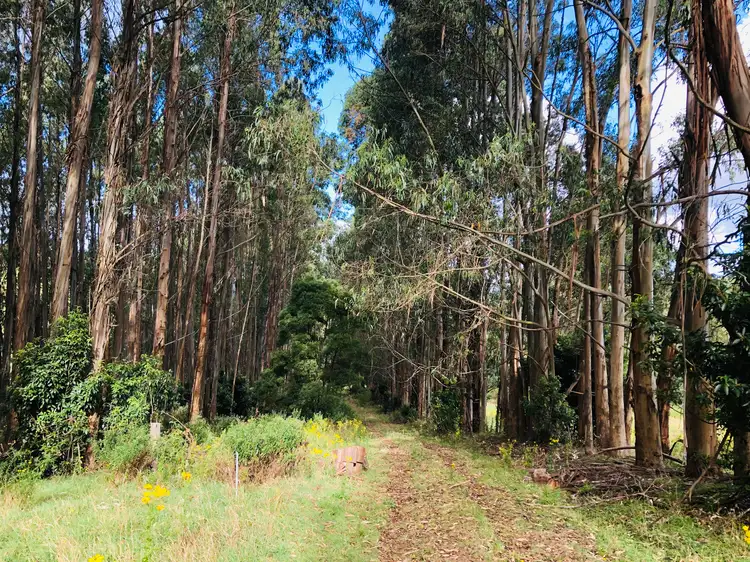 Fifth view of Homely rural property listing, 606 Woomera Creek Rd, Toora VIC 3962