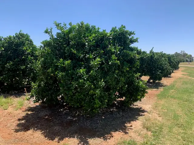 Main view of Homely rural property listing, Lot 2 Oleander Drive, Coomealla NSW 2717