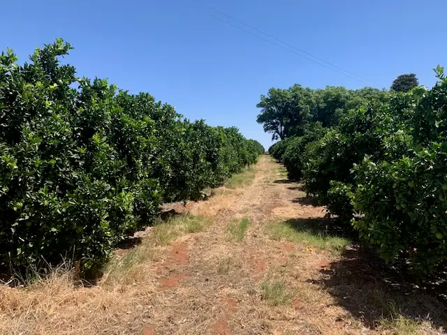 Second view of Homely rural property listing, Lot 2 Oleander Drive, Coomealla NSW 2717