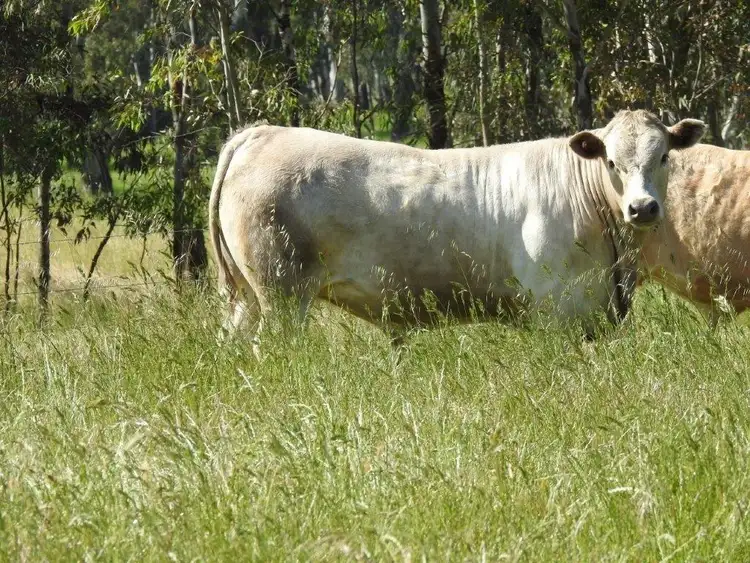 Third view of Homely rural property listing, 14 Ghin Ghin Road, Yea VIC 3717
