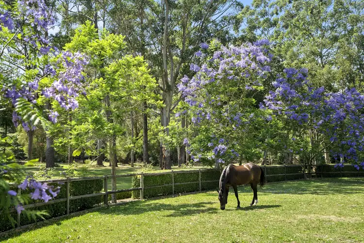Seventh view of Homely house listing, 126 Booralie Road, Duffys Forest NSW 2084