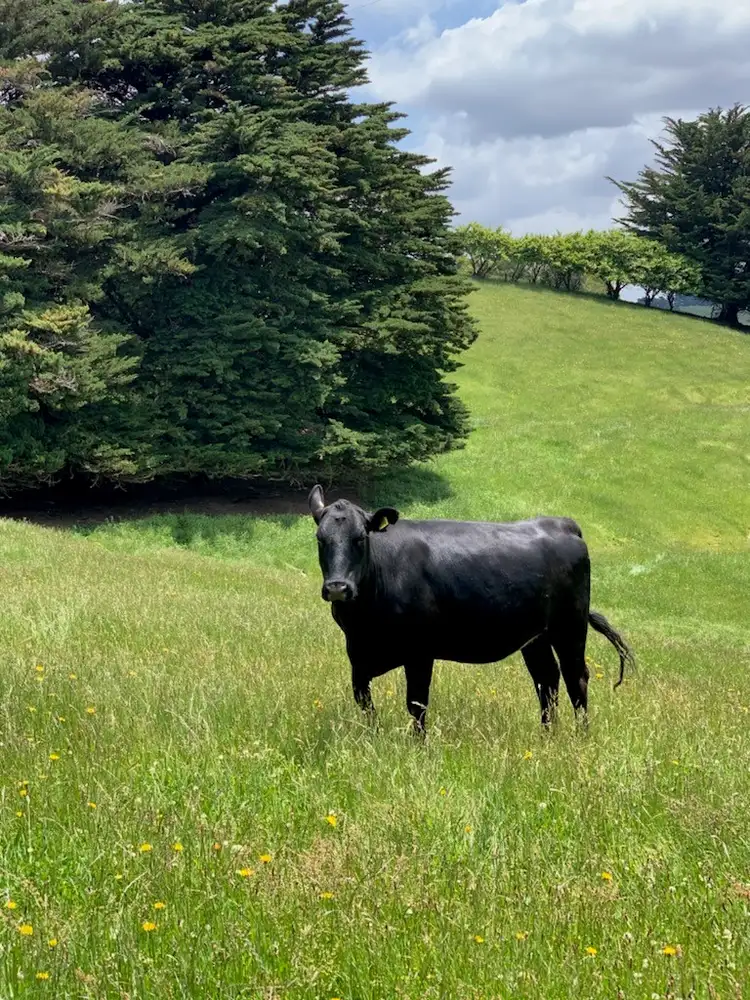 Third view of Homely rural property listing, 225 Fairbank Road, Arawata VIC 3951