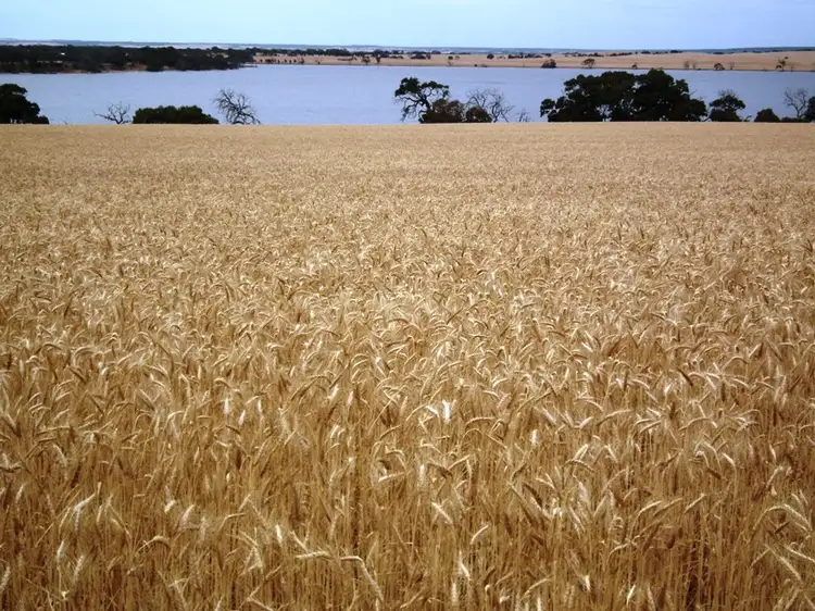 Allotment 500 Duck Lake Road, Wangary SA 5607