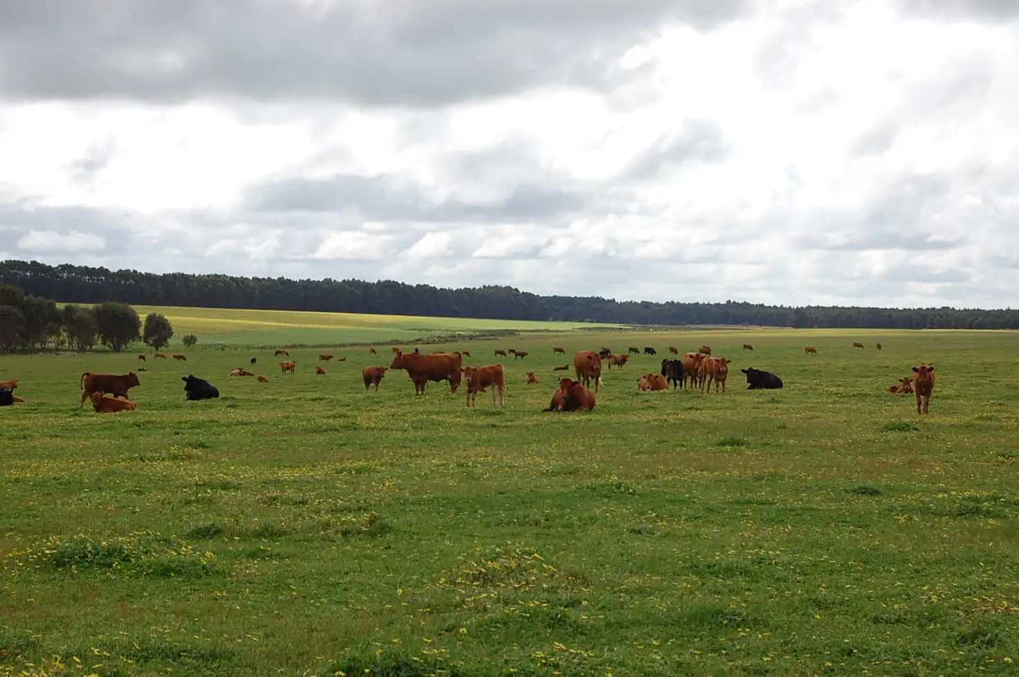 Main view of Homely rural property listing, Lot 43 Merivale, Esperance WA 6450