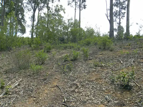 Main view of Homely land listing, 24 Bunderra Circuit, Lilli Pilli NSW 2536