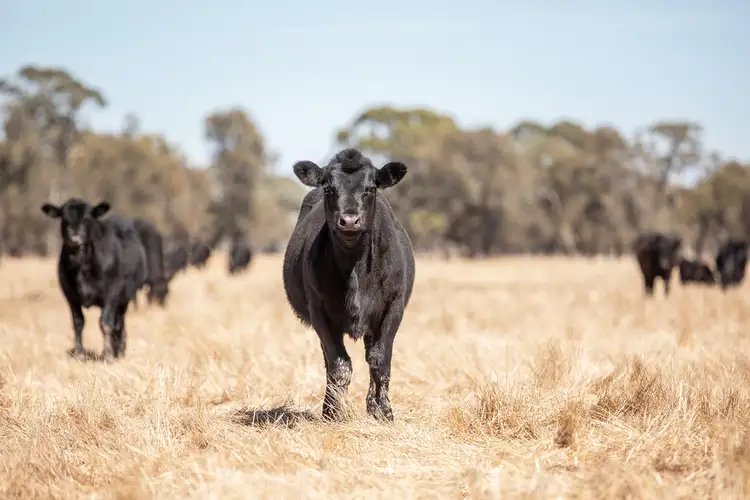 5360 Kaniva-Edenhope Road, Edenhope VIC 3318