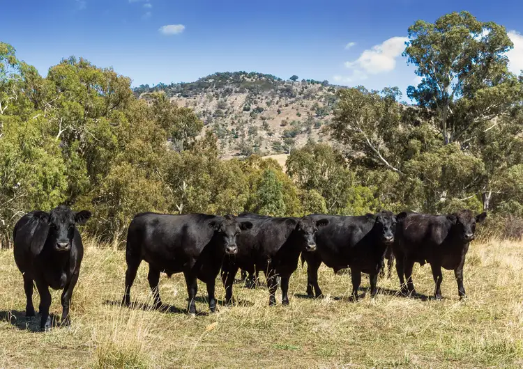 Second view of Homely rural property listing, 8539 Goulburn Valley Highway, Whiteheads Creek VIC 3660