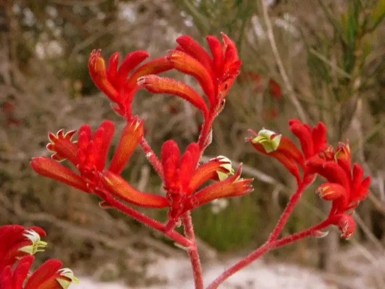 Seventh view of Homely land listing, 56 Long Pool Rd, Hopetoun WA 6348