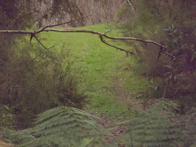 Second view of Homely rural property listing, 1005 West Road, Orbost VIC 3888