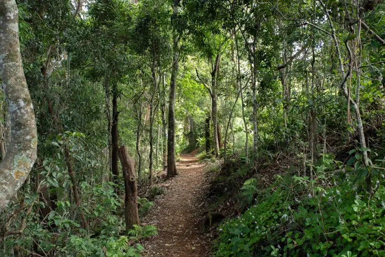 Sixth view of Homely house listing, 28 Manitzky Road, Tamborine Mountain QLD 4272