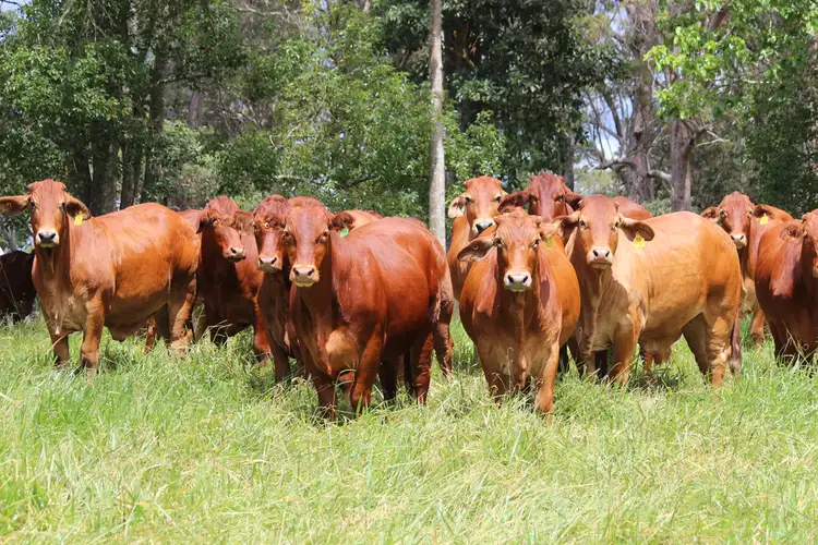 Main view of Homely rural property listing, 'HILLVIEW' FOR SALE BY AUCTION 20th MAY 2021, Upper Barron QLD 4883