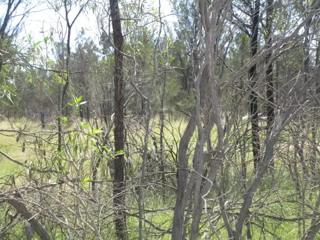 Fifth view of Homely rural property listing, LOT 25 TARA KOGAN ROAD, Tara QLD 4421