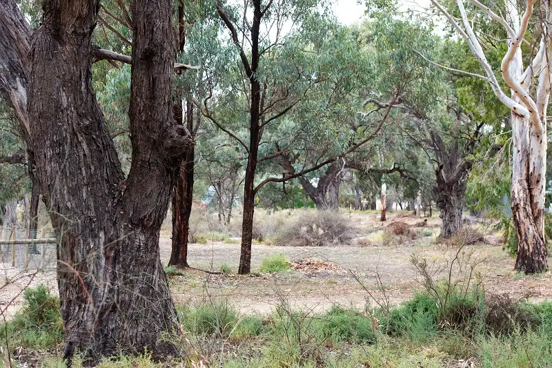 Main view of Homely rural property listing, 95 Page Drive, Blanchetown SA 5357