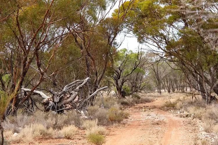 Second view of Homely land listing, Lot 394 Pelican Point Road, Morgan SA 5320