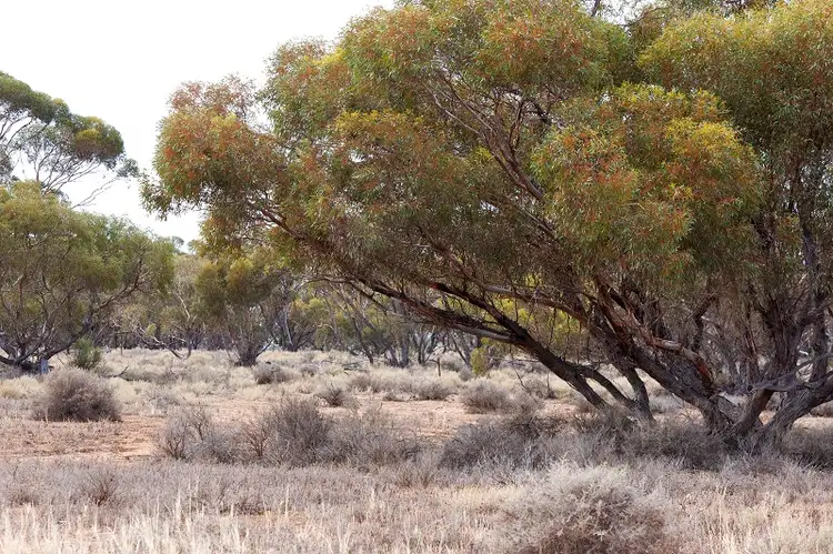 Sixth view of Homely land listing, Lot 394 Pelican Point Road, Morgan SA 5320