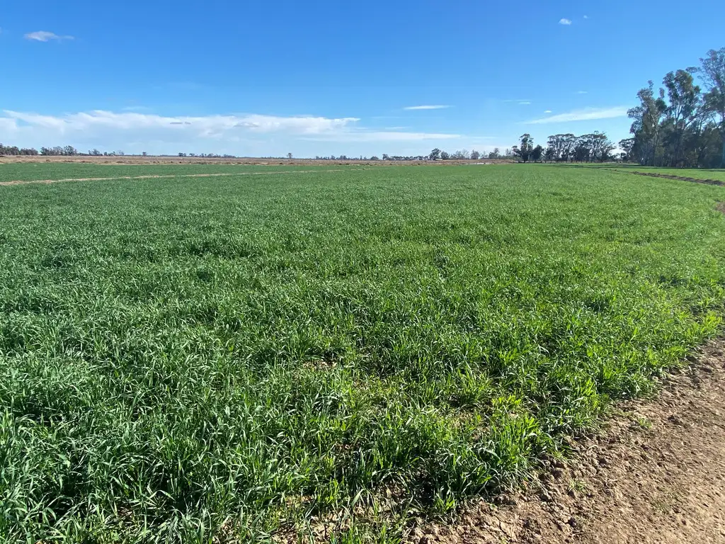 Main view of Homely rural property listing, 1751 KOONDROOK-MURRABIT ROAD, Murrabit VIC 3579