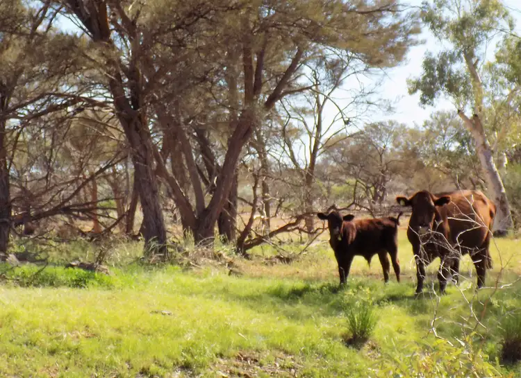 Sixth view of Homely rural property listing, Address available on request