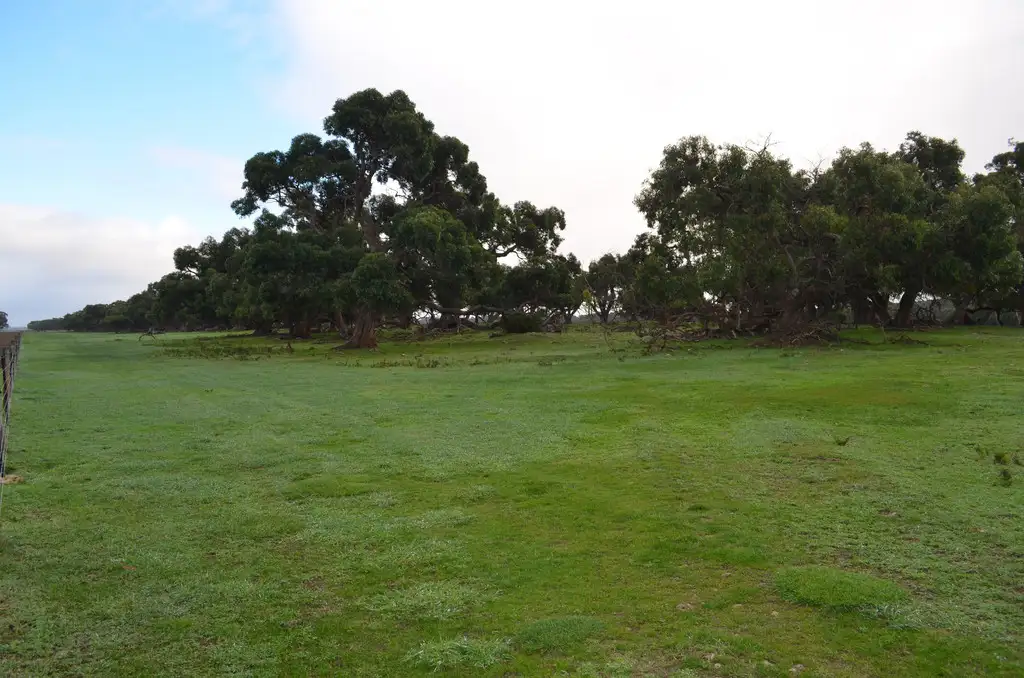 Main view of Homely rural property listing, 125 Eastern Road, Millicent SA 5280