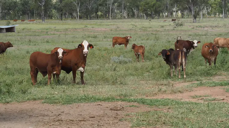 Fifth view of Homely rural property listing, 200 Zangaris Road, Biloela QLD 4715