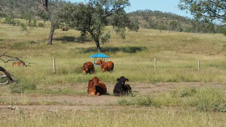 Seventh view of Homely rural property listing, 200 Zangaris Road, Biloela QLD 4715