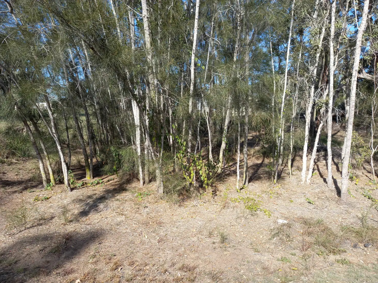 Main view of Homely land listing, 31 Powers Street, Buxton QLD 4660