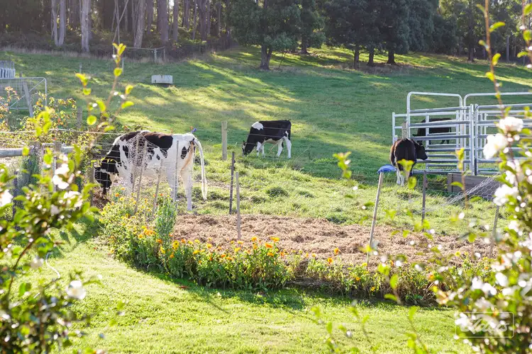 Second view of Homely house listing, 179 Nabowla Road, Nabowla TAS 7260