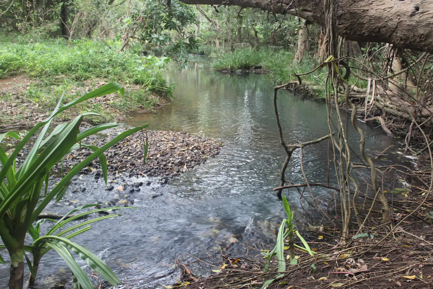 Main view of Homely house listing, 50 Mount Pelion Road, Mount Pelion QLD 4741
