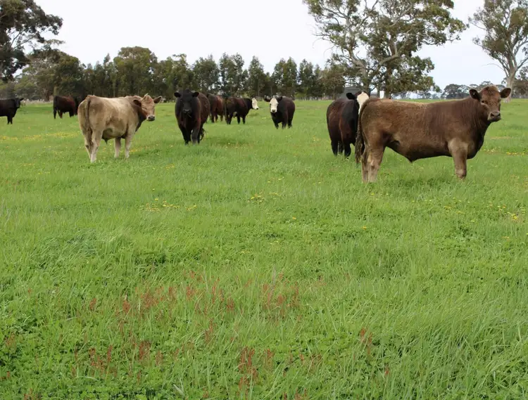 1020 Boddingtons West Road, Naracoorte SA 5271