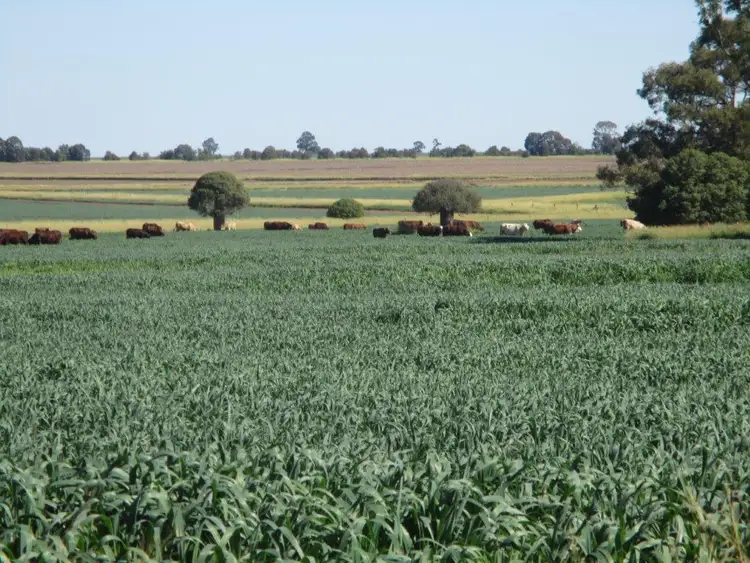 Main view of Homely rural property listing, 2463 ACRES CATTLE & CULTIVATION, Jandowae QLD 4410