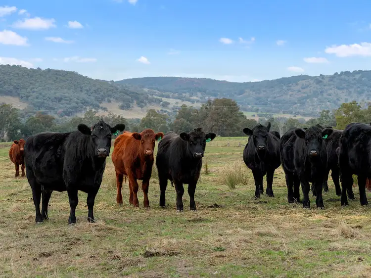 Sixth view of Homely rural property listing, 509 Whites Road, Warrenbayne VIC 3670