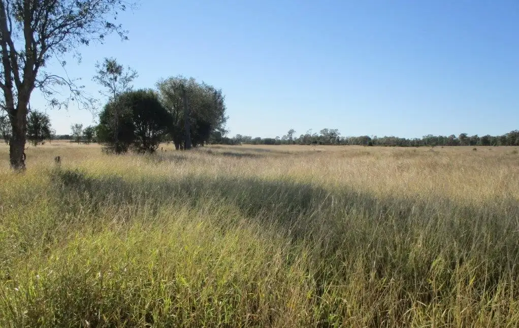 Main view of Homely rural property listing, 564 ACRES, Jandowae QLD 4410