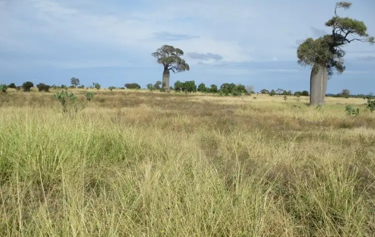 Fourth view of Homely rural property listing, 1146 ACRES SCRUB COUNTRY, GRAZING - COORANGA NORTH DISTRICT, Bell QLD 4408