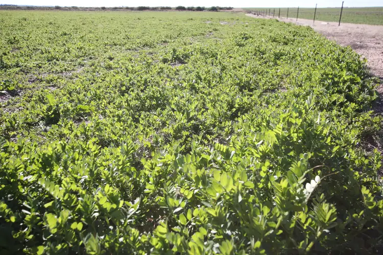 Second view of Homely rural property listing, Lot 26776 Mathew Road, Cunderdin WA 6407