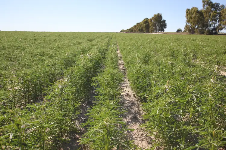 Fourth view of Homely rural property listing, Lot 26776 Mathew Road, Cunderdin WA 6407