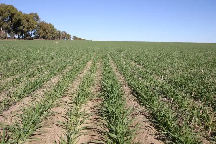 Seventh view of Homely rural property listing, Lot 26776 Mathew Road, Cunderdin WA 6407