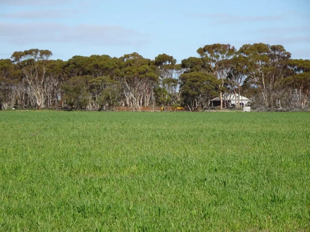 Main view of Homely rural property listing, Lot 9790 Neve Road, Pingrup WA 6343