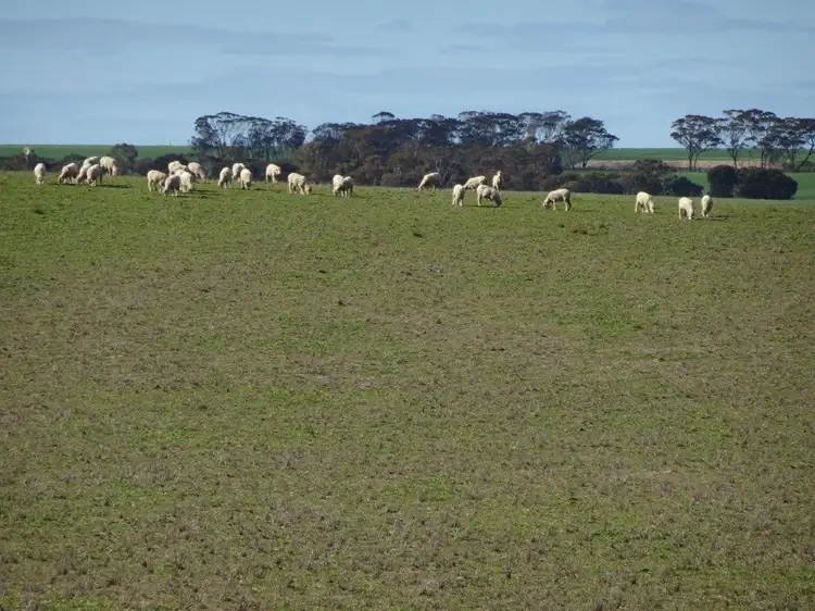 Seventh view of Homely rural property listing, Lot 9790 Neve Road, Pingrup WA 6343