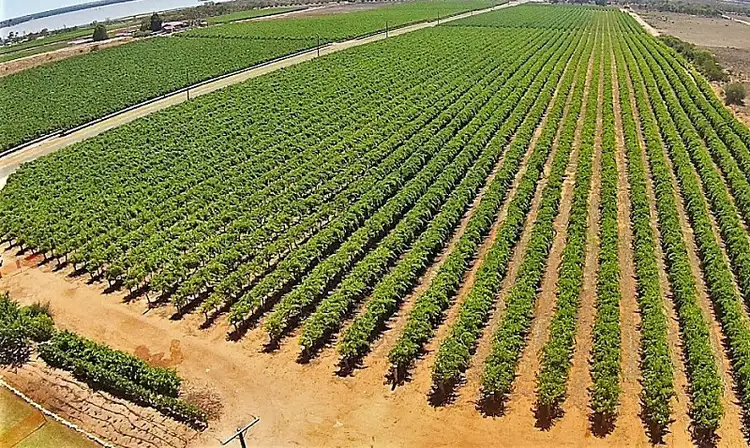 77 Battams Road, Moorook SA 5332