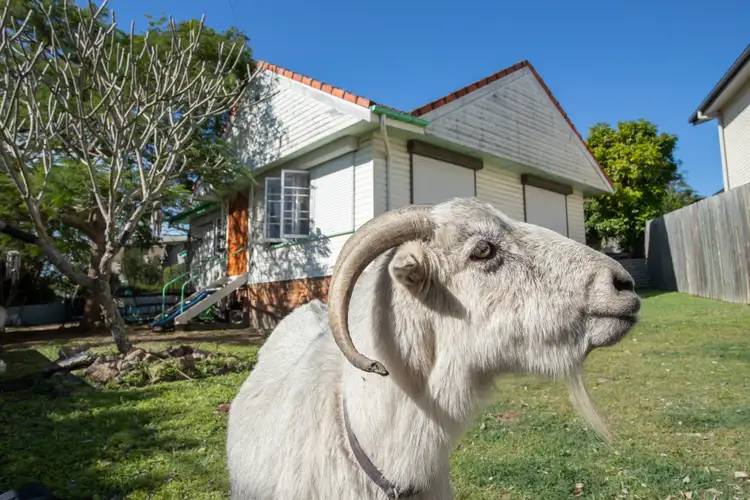 Second view of Homely house listing, 220 Blaker Road, Keperra QLD 4054