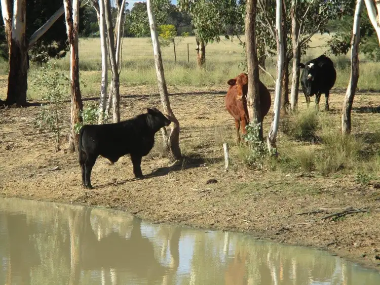 200 ACRES RURAL LIFESTYLE PROPERTY, Dalby QLD 4405