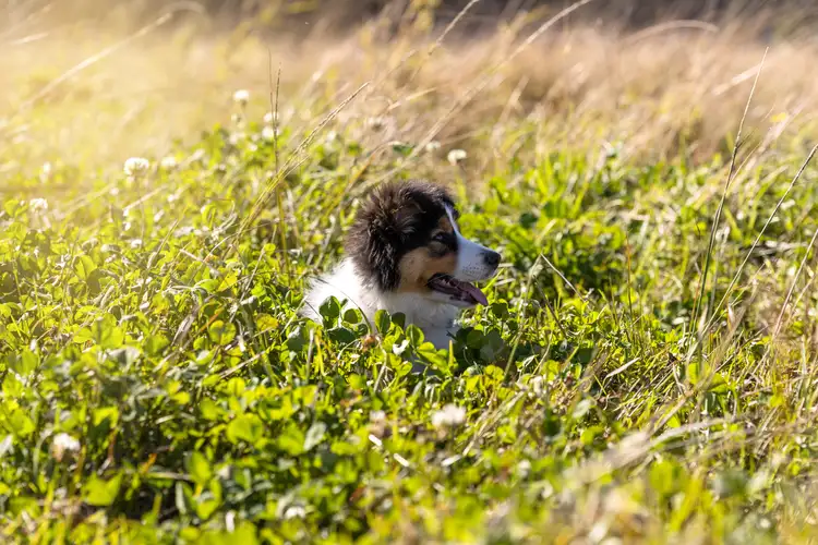 Third view of Homely rural property listing, 87 Norries Road, Bunyah NSW 2429