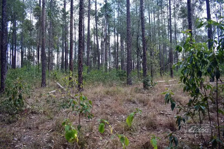 Sixth view of Homely land listing, 814 Beckmanns Road, Glenwood QLD 4570