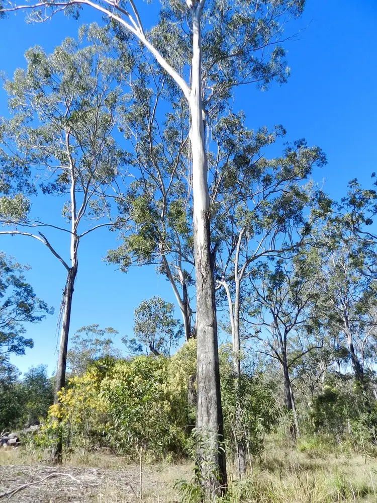 Second view of Homely land listing, Lot 188 Ballantyne Rd, Captain Creek QLD 4677