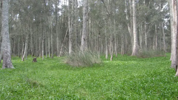 Fourth view of Homely land listing, 74 Narrawallee Ck Rd, Lake Conjola NSW 2539